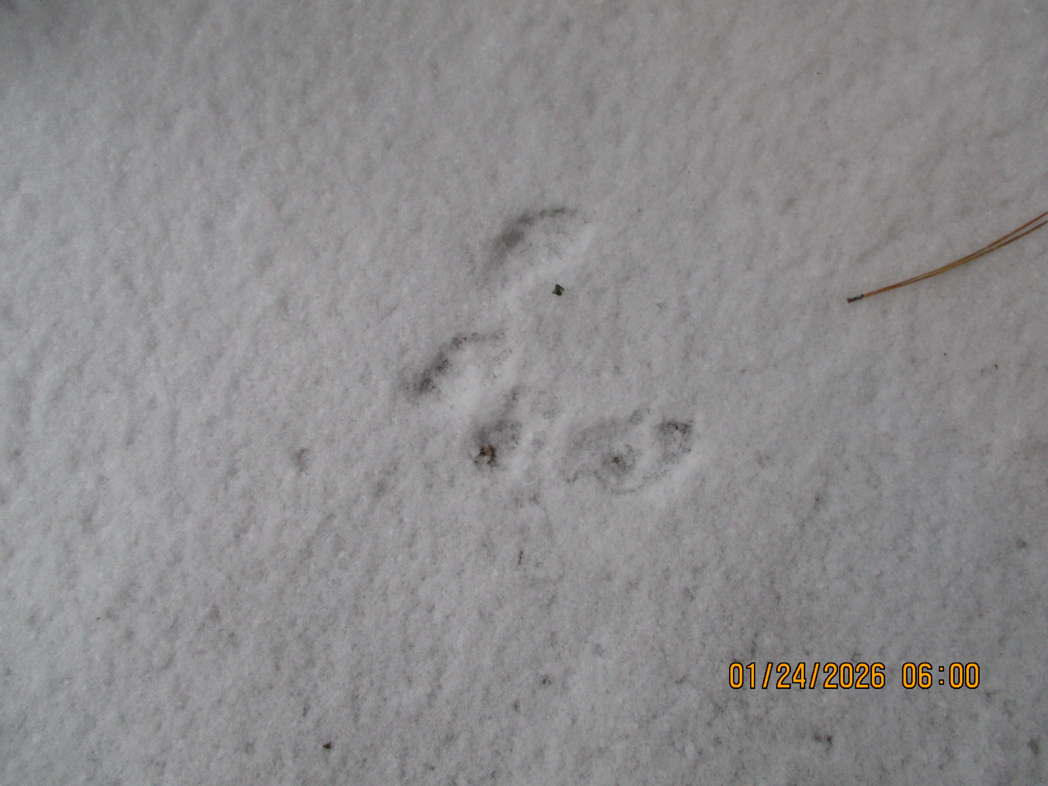 rabbit tracks in snow